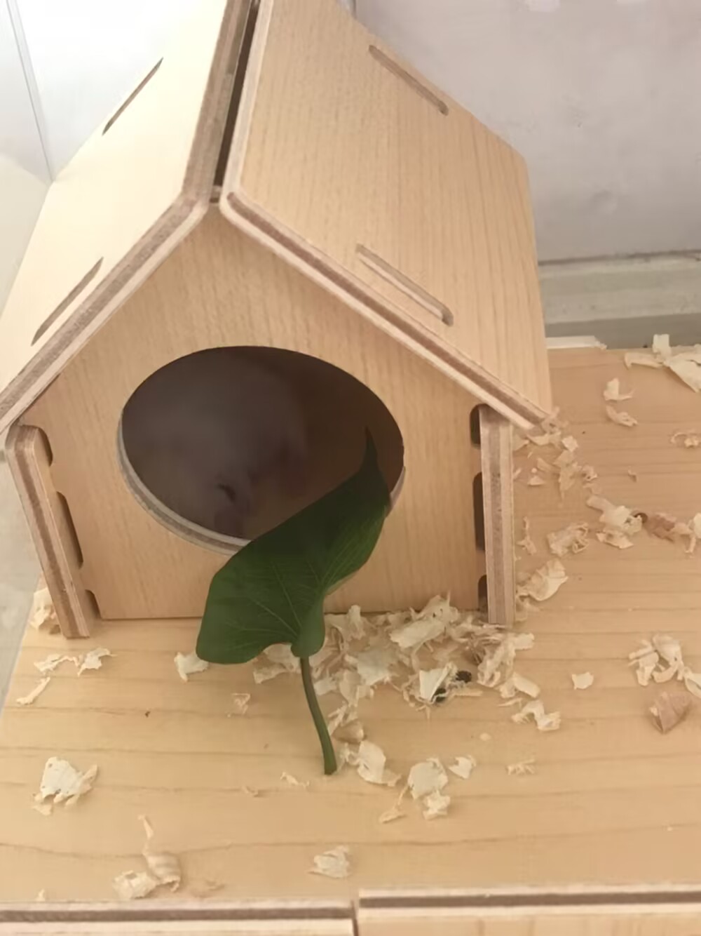 小二楼睡觉
