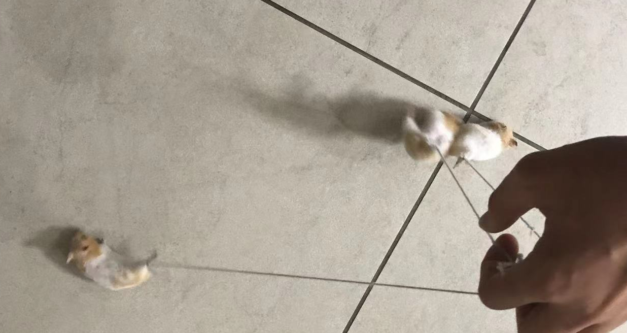 仓鼠串1